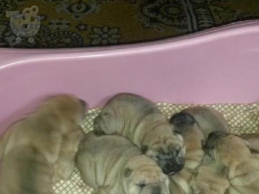 Kαλή τιμή!!!.Σαρ Πέι- 350 euro
